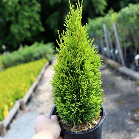 petite emerald arborvitae|More.